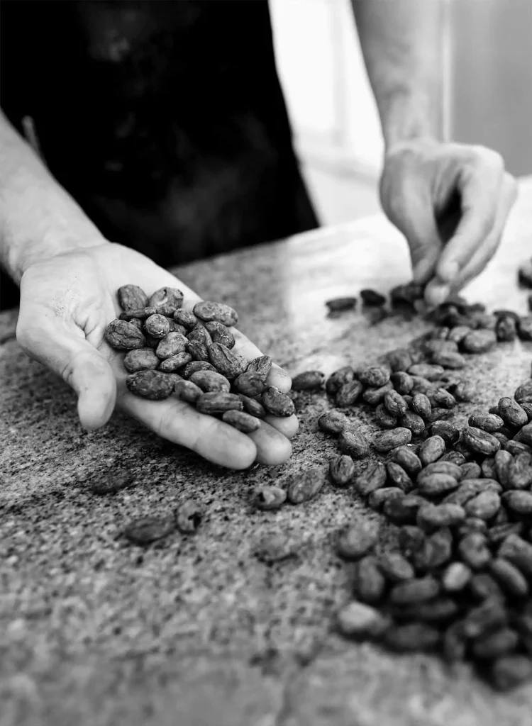image of hands holding cacao beans