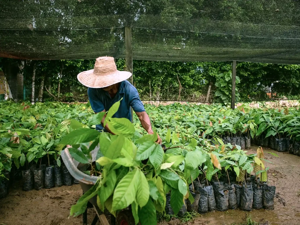 Cacao trees being grown in Colombia