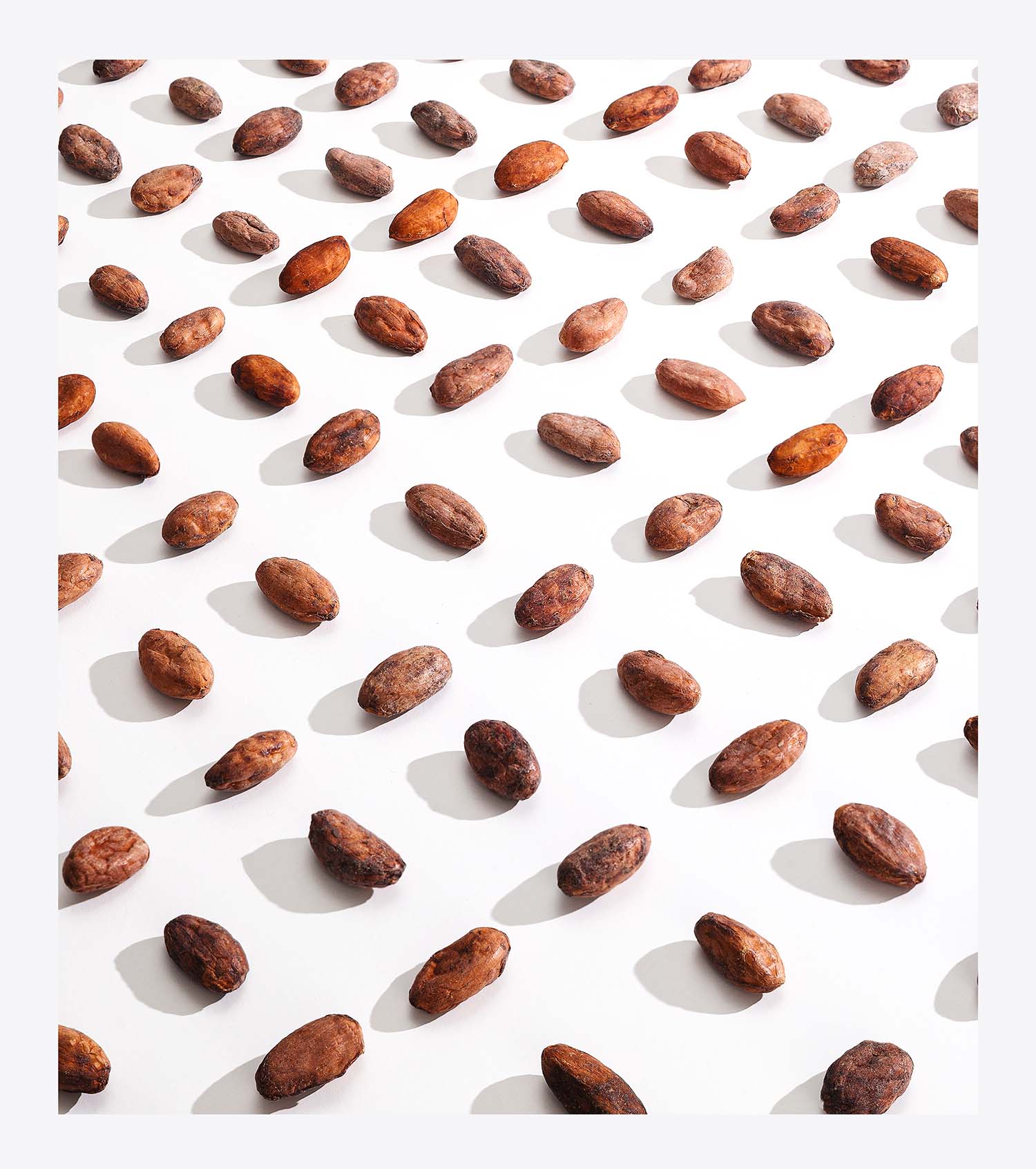Cocoa Beans In A Pattern. Bean-to-bar Chocolate Making by MayHawk