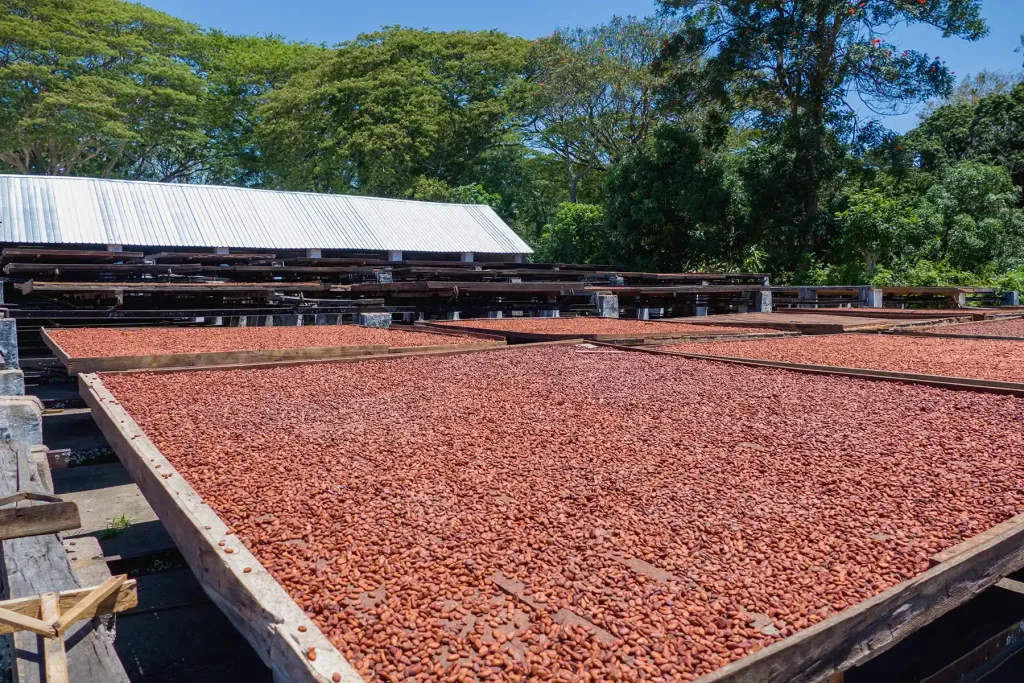 Cocoa beans sun drying in Madagascar. After harvest and fermentation the beans are left to dry. MayHawk makes single-origin bean-to-bar chocolate.
