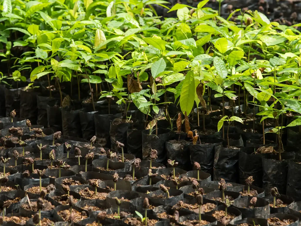 Cocoa Tree saplings in Madagascar