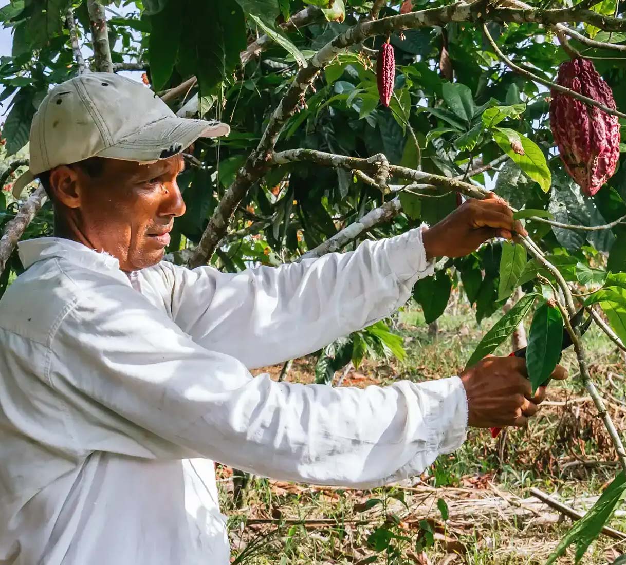Ecuadorian Plantation Worker
