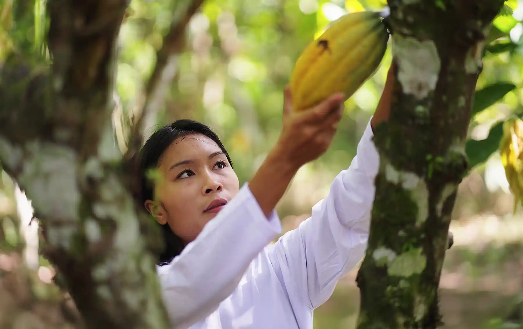 Indonesia cocoa plantation worker