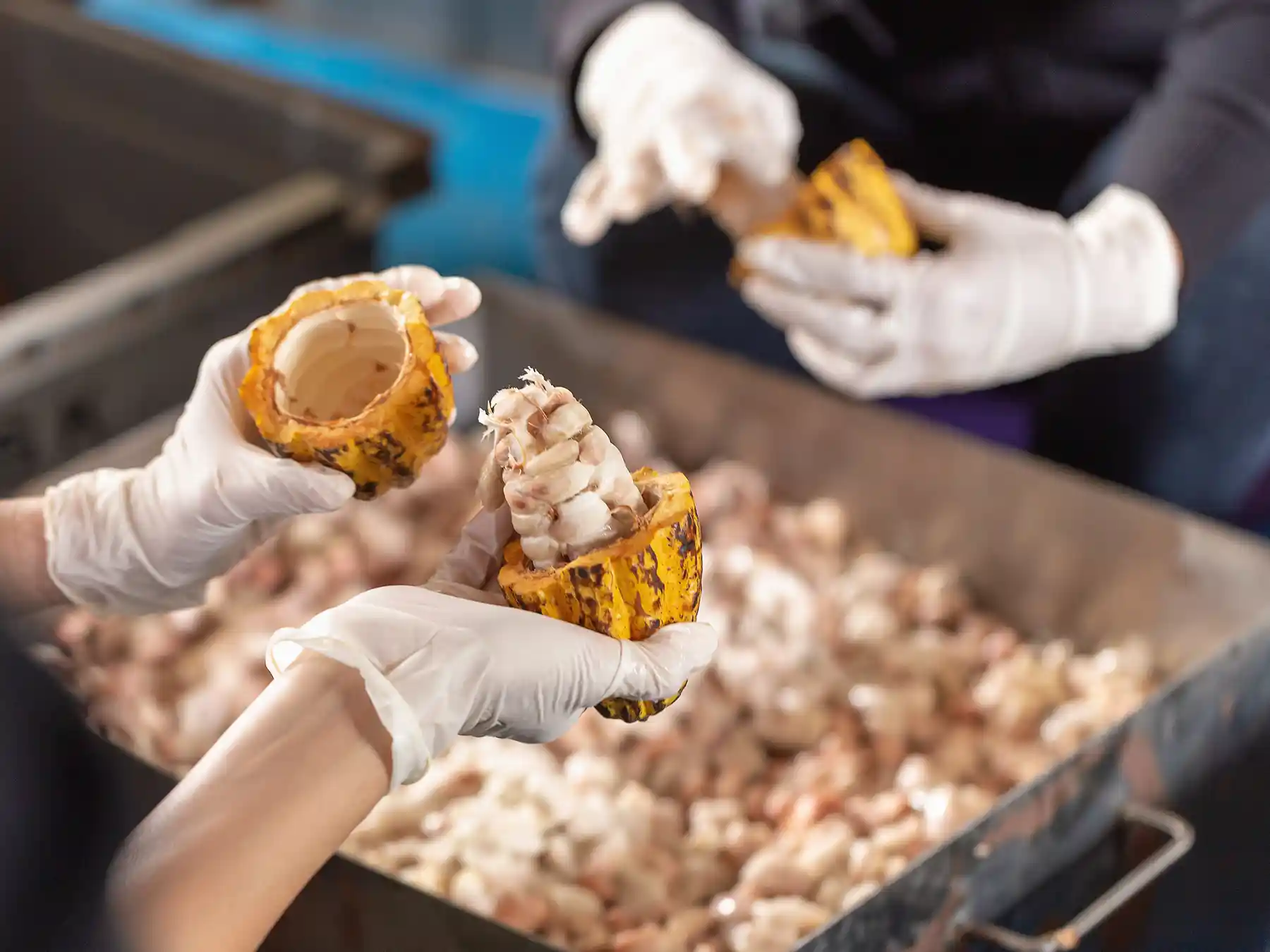 Processing cocoa pods