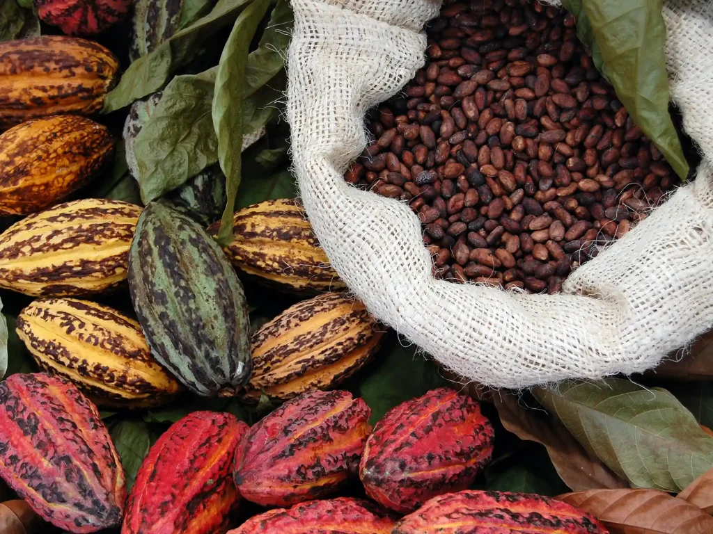 sack of cocoa beans and cocoa pods