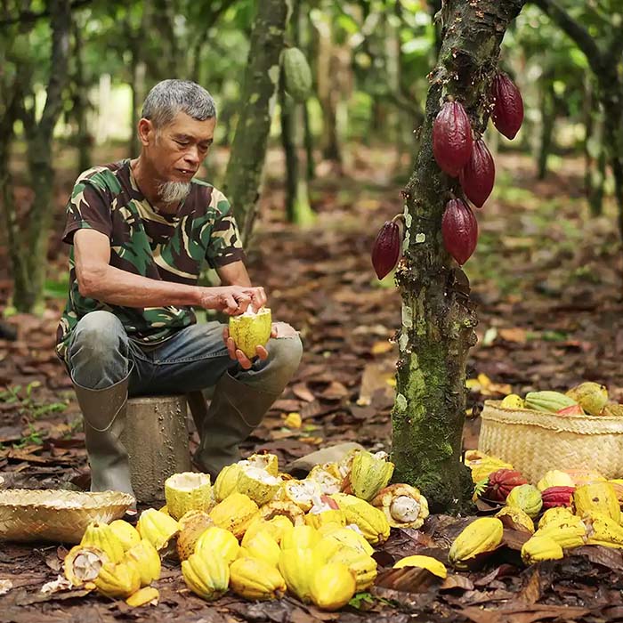 a plantation worker harvesting cocoa pods from a cacao tree