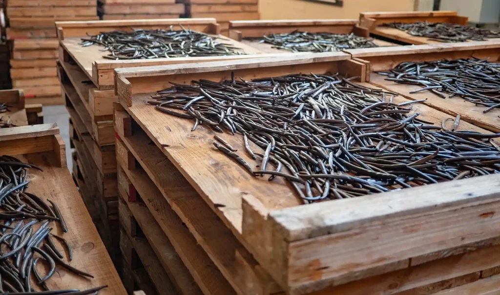 Cured Vanilla planifolia pods laid out to dry on wooden trays during the conditioning stage of the vanilla curing process, Madagascar.