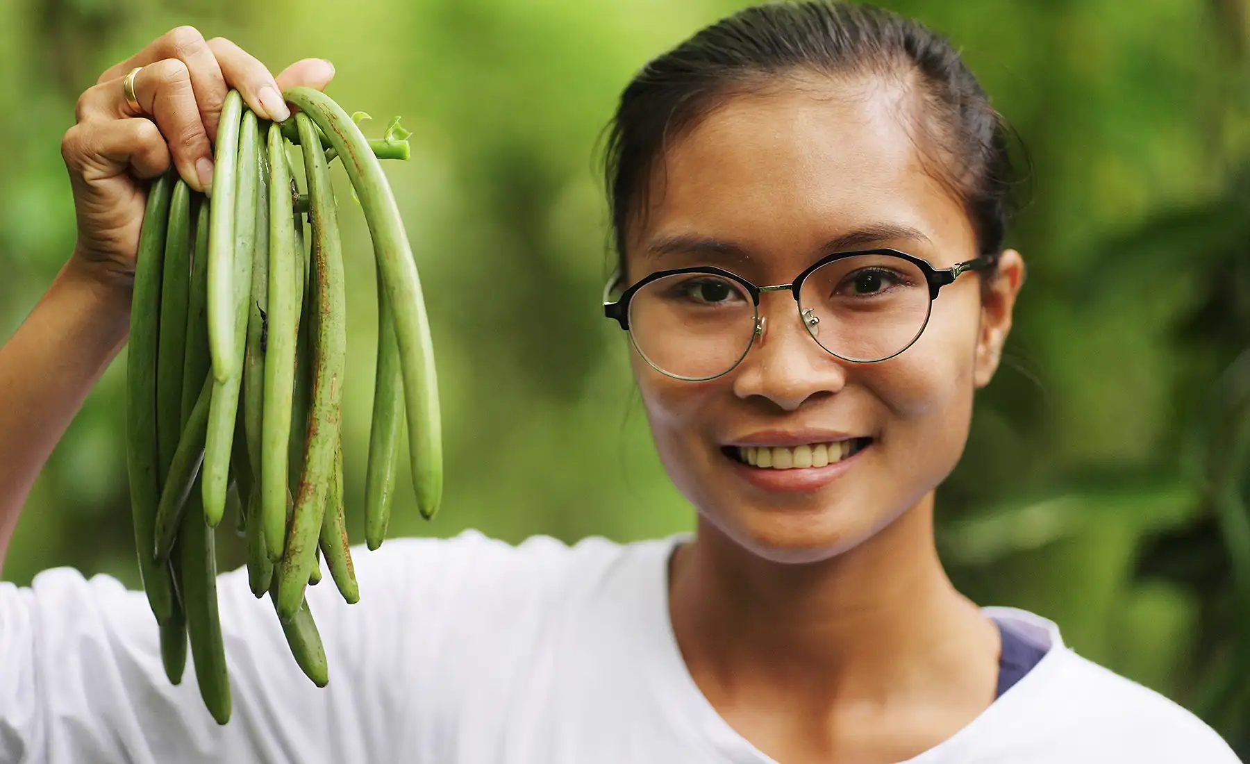 A vanilla grower holds freshly harvested green Vanilla planifolia pods before curing — the stage at which the pods contain no vanilla flavour.